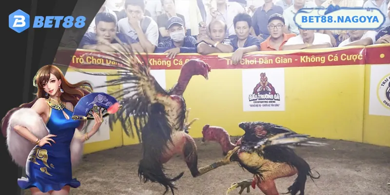 Người chơi cần tuân thủ quy định trong trận đấu trực tiếp gà chọi C1